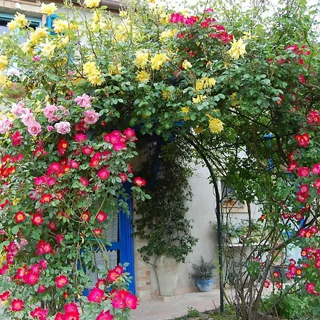 Vento Di Rose