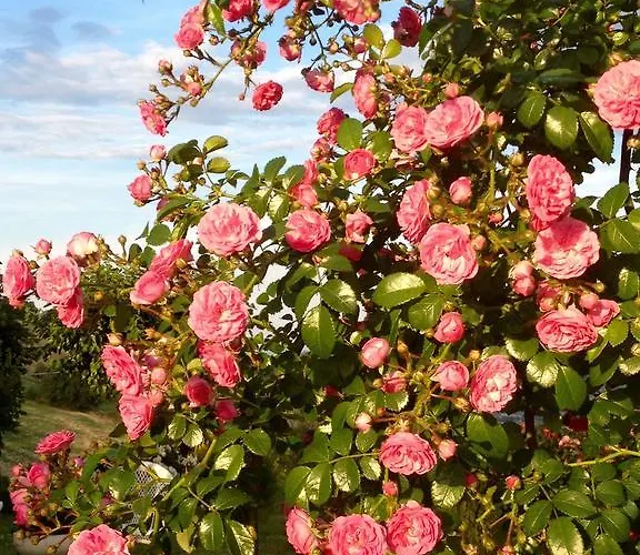 Gospodarstwo wiejskie Vento Di Rose Monterubbiano